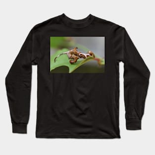 Curved lined Owlet caterpillar 2 Long Sleeve T-Shirt